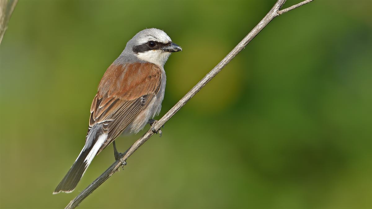 Red-backed Shrike