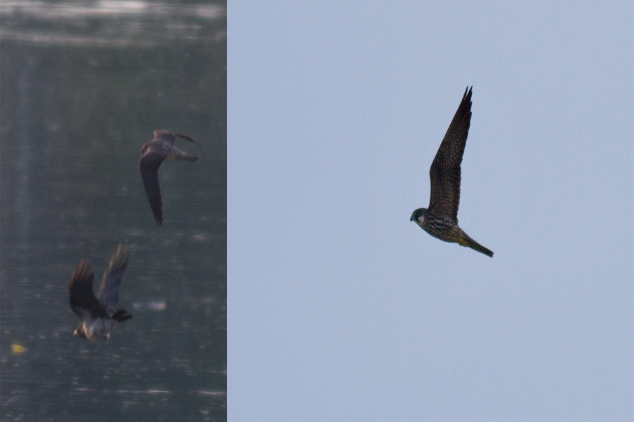 Eleonora`s Falcon