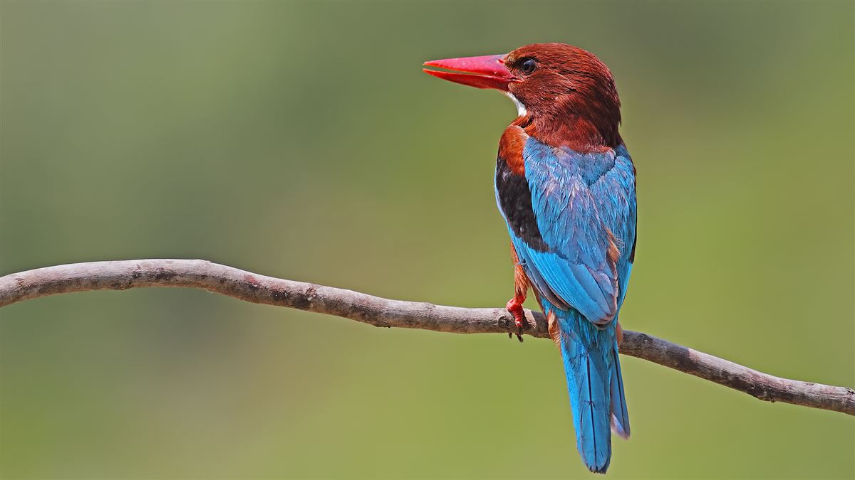 White-throated Kingfisher