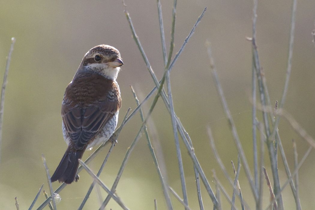 Red-backed Shrike