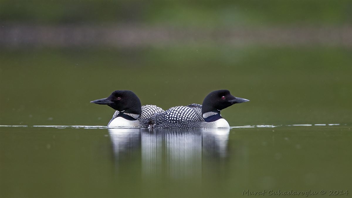 Common Loon