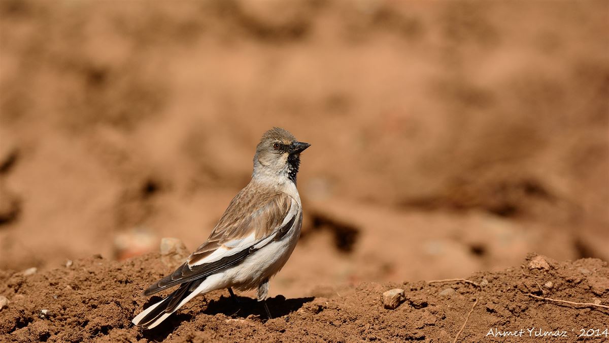 White-winged Snowfinch