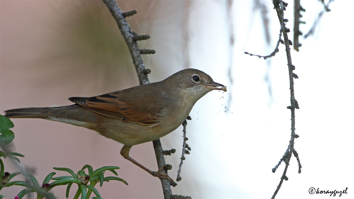 Common Whitethroat