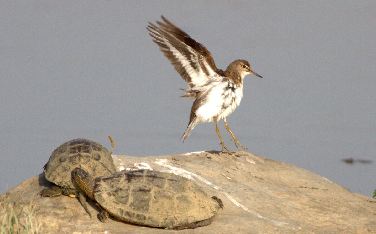 Common Sandpiper