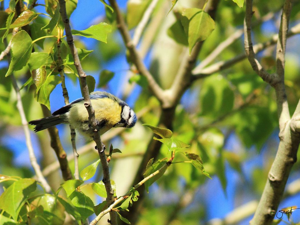 Eurasian Blue Tit