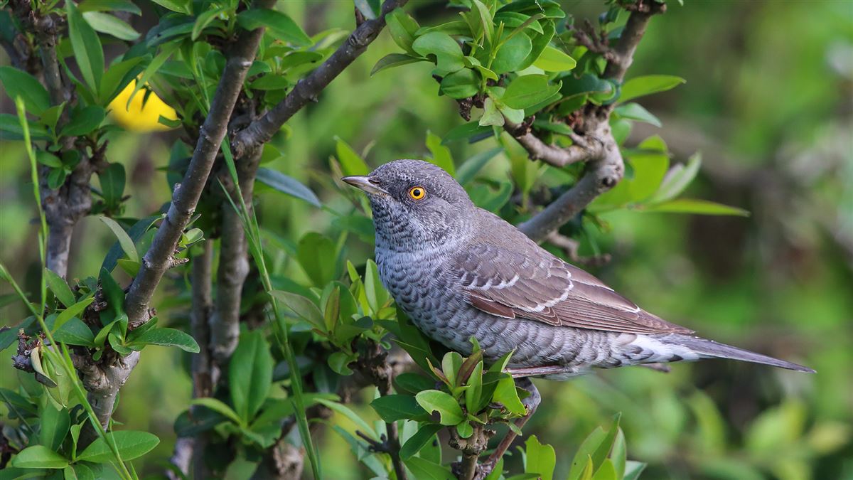 Barred Warbler