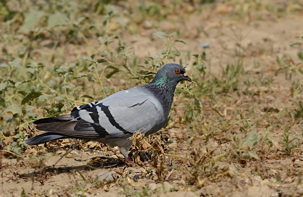 Rock Dove