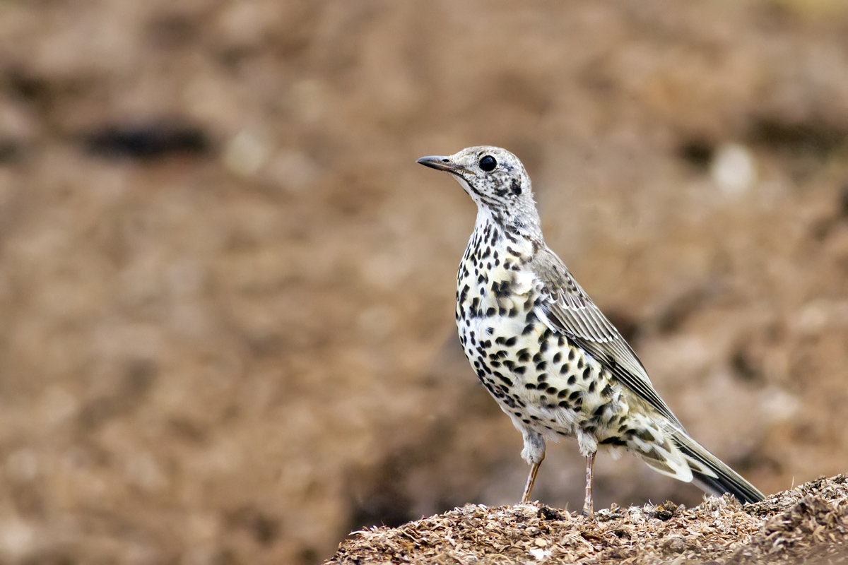 Mistle Thrush