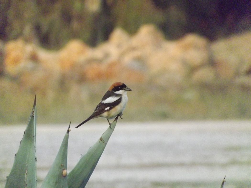 Woodchat Shrike