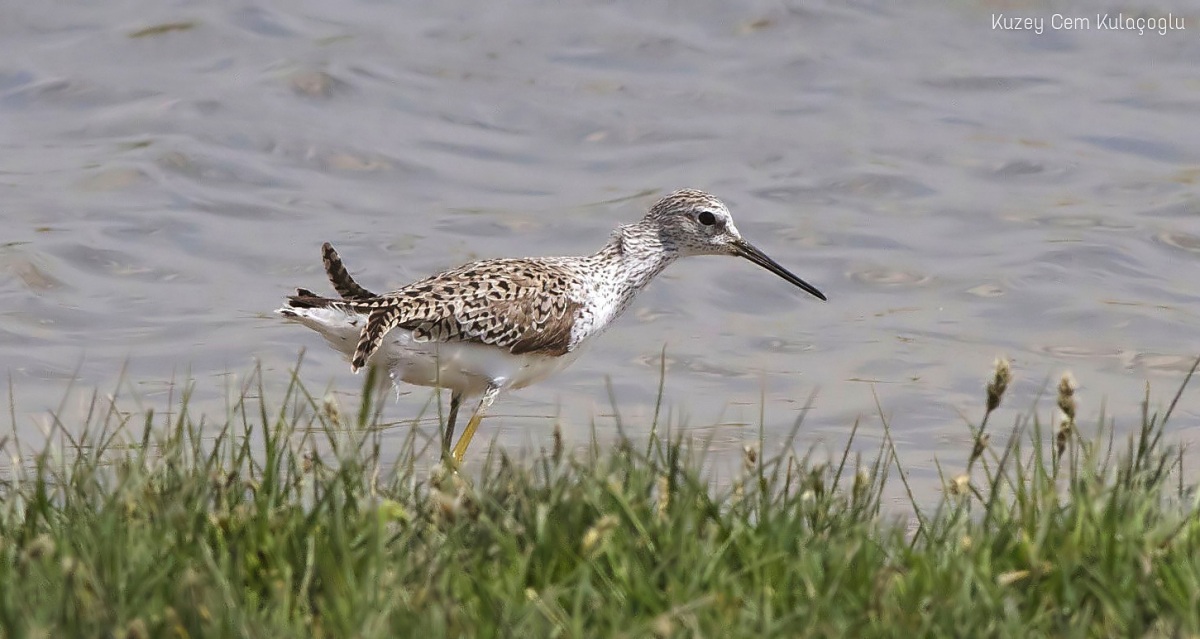 Marsh Sandpiper