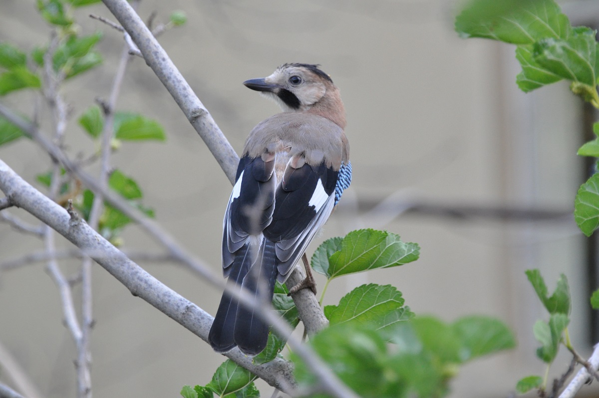 Eurasian Jay
