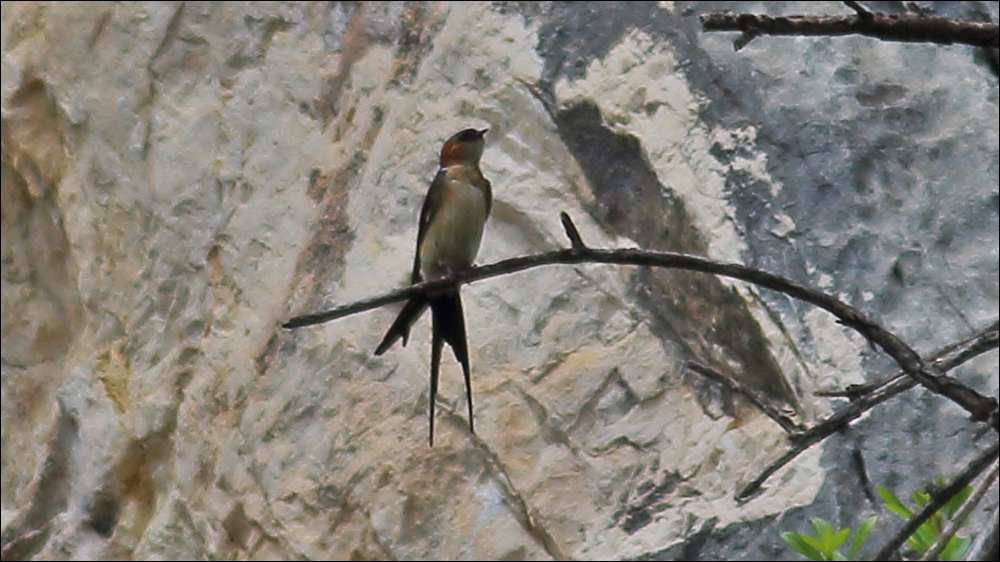 European Red-rumped Swallow