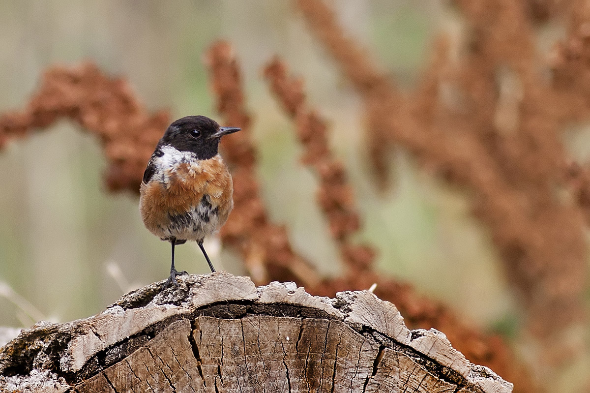 European Stonechat