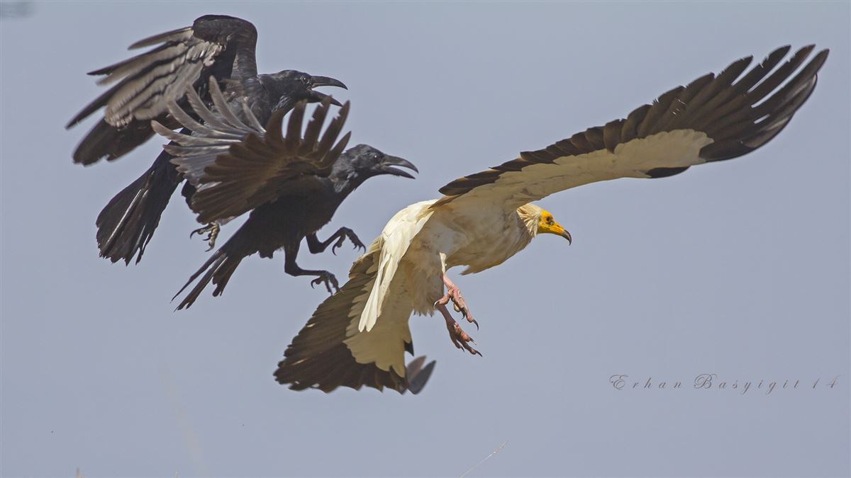 Egyptian Vulture