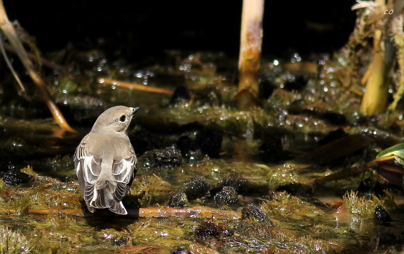 Collared Flycatcher