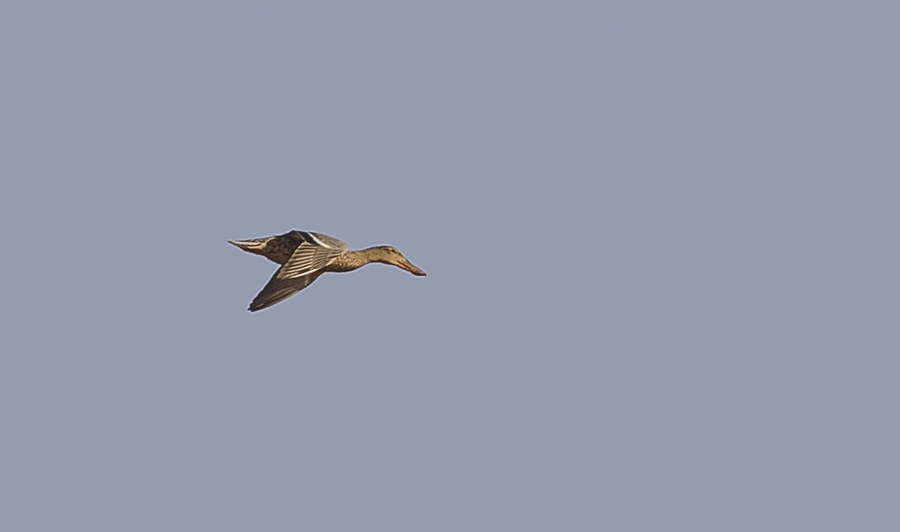 Northern Shoveler