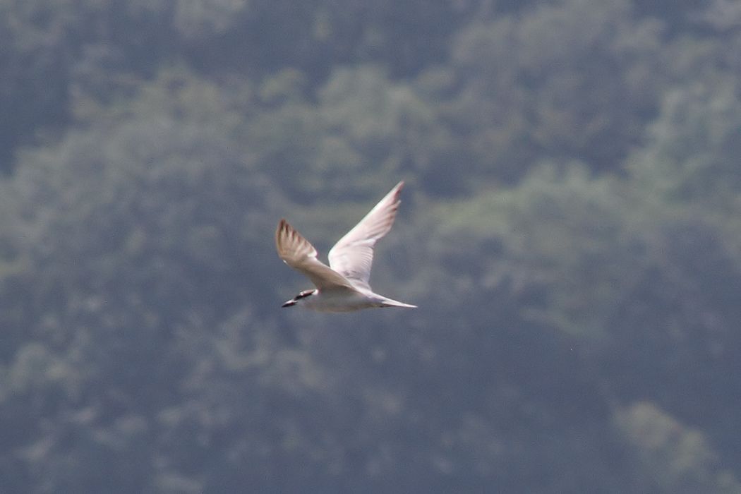 Gull-billed Tern