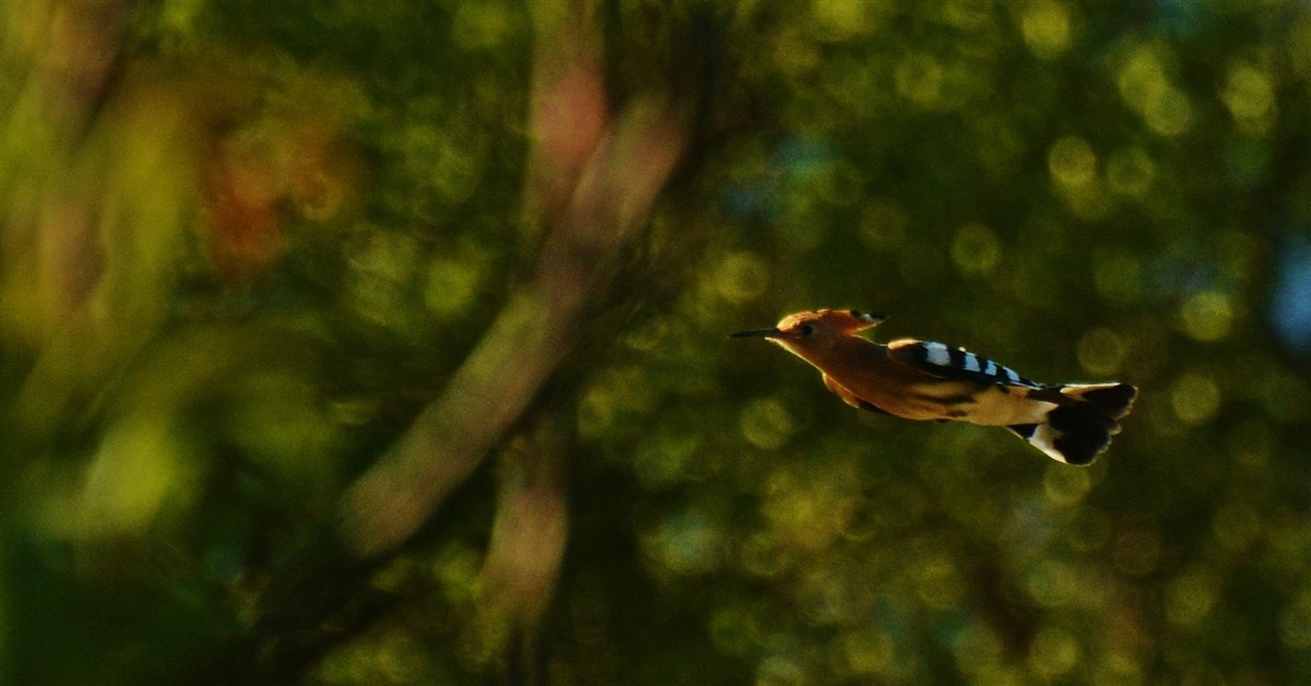 Common Hoopoe