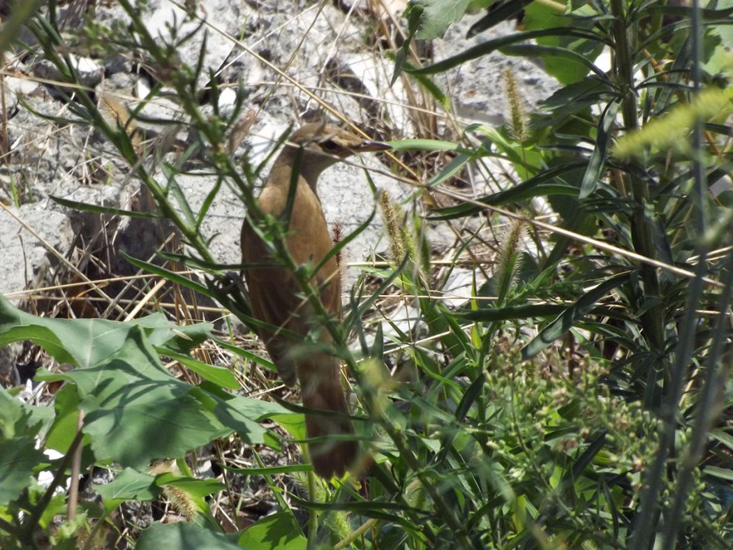 Great Reed Warbler