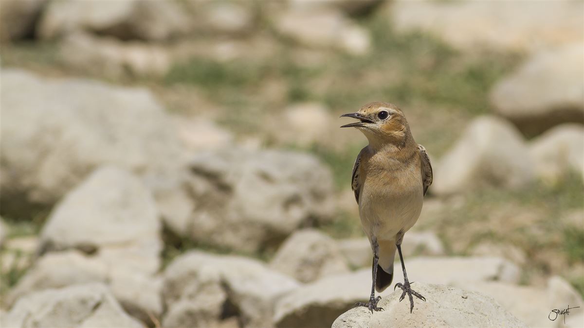 Northern Wheatear
