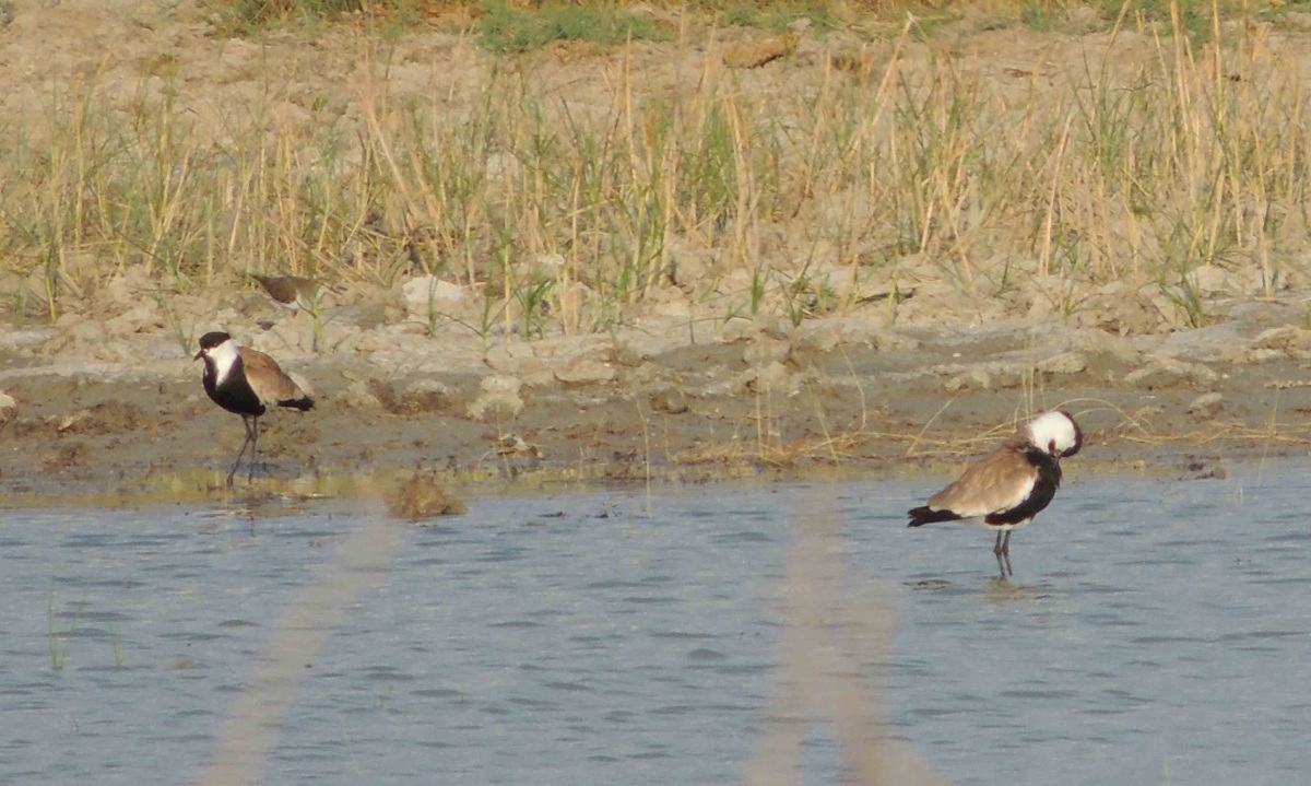 Spur-winged Lapwing