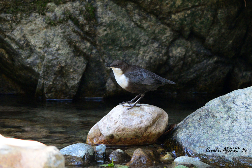 White-throated Dipper
