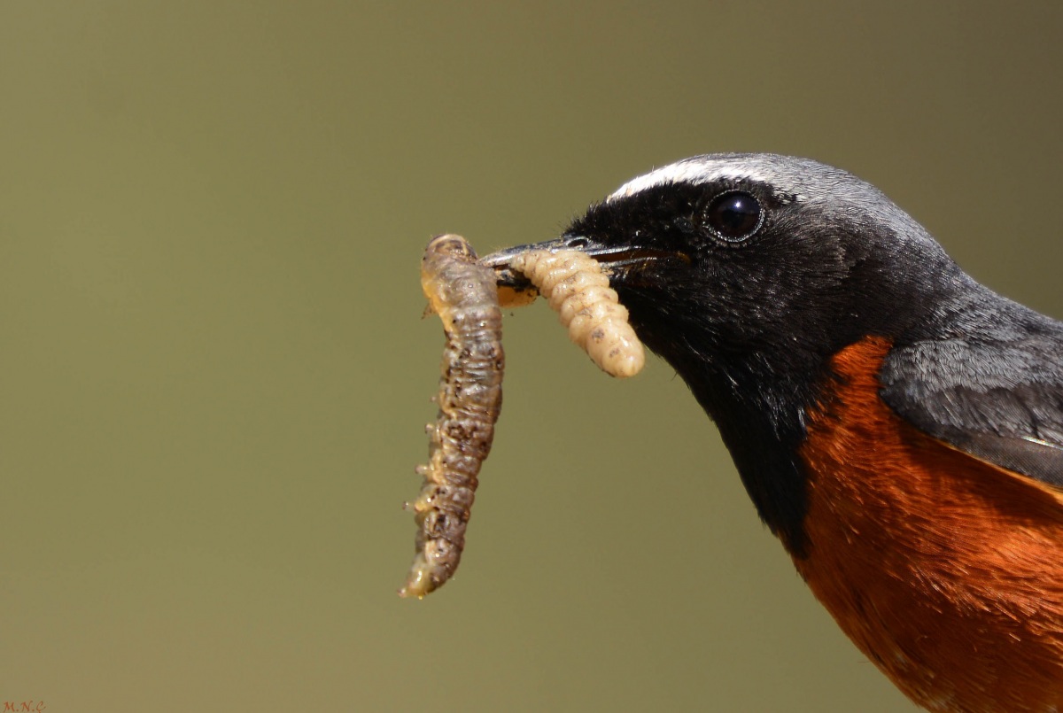Common Redstart