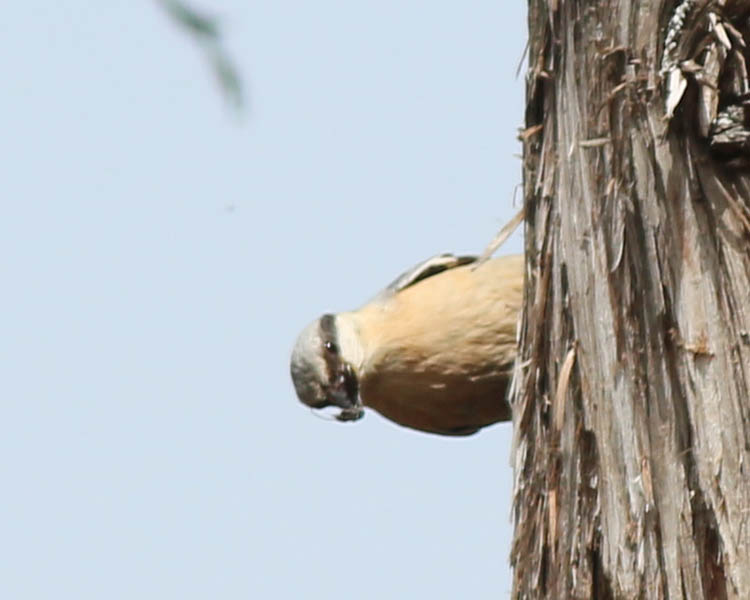 Eurasian Nuthatch