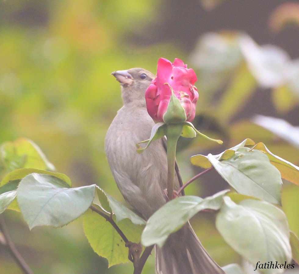 House Sparrow
