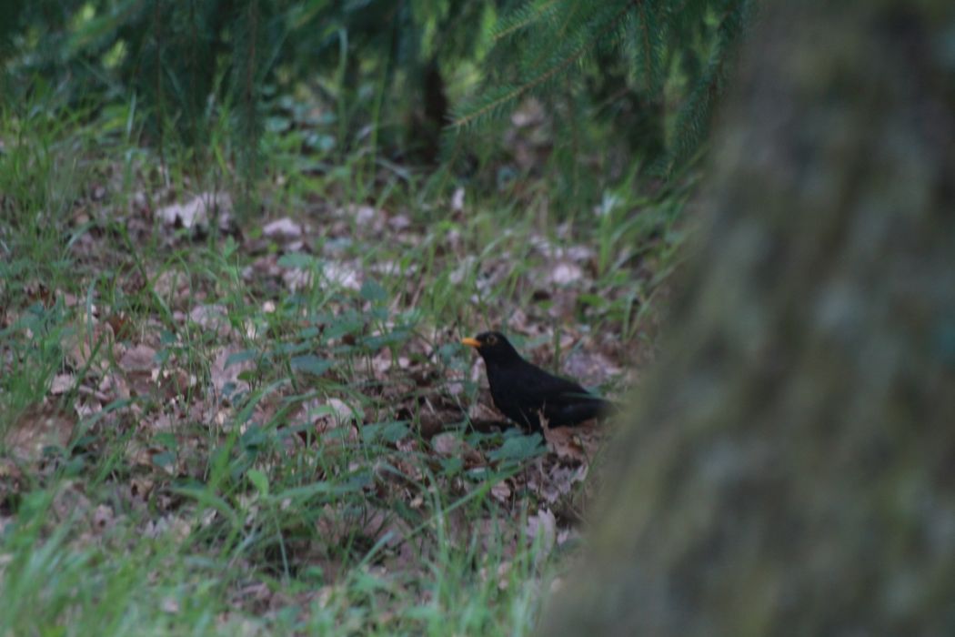 Common Blackbird