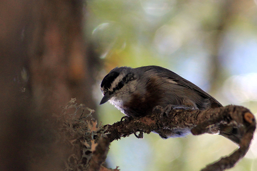 Krüper`s Nuthatch