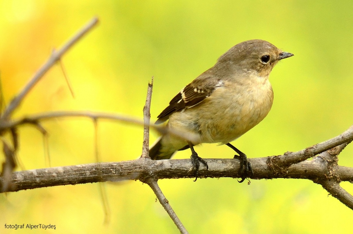 Semicollared Flycatcher