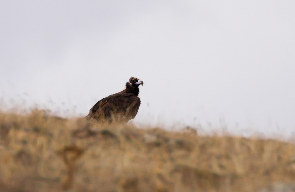 Cinereous Vulture