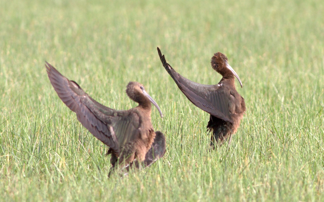 Glossy Ibis