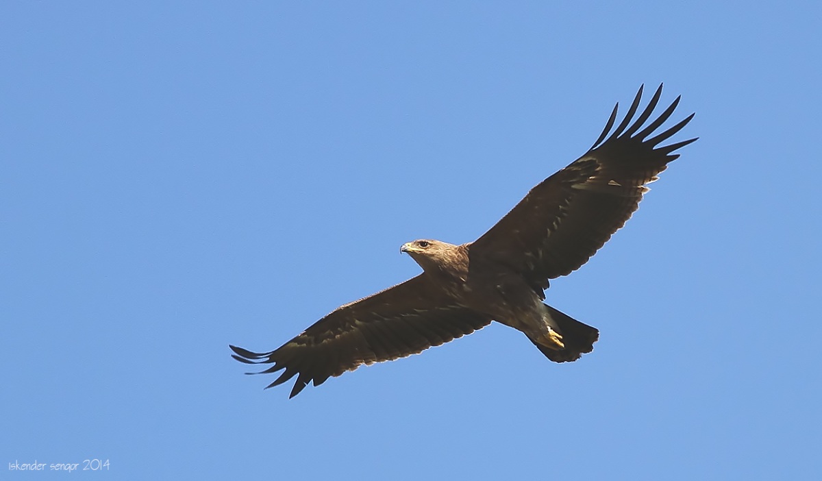 Lesser Spotted Eagle