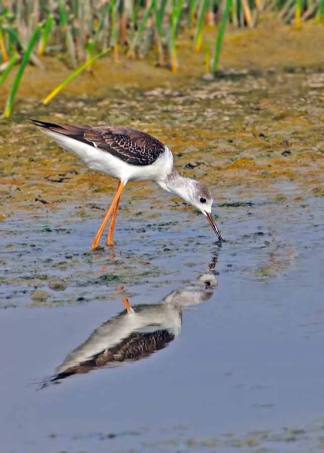 Black-winged Stilt