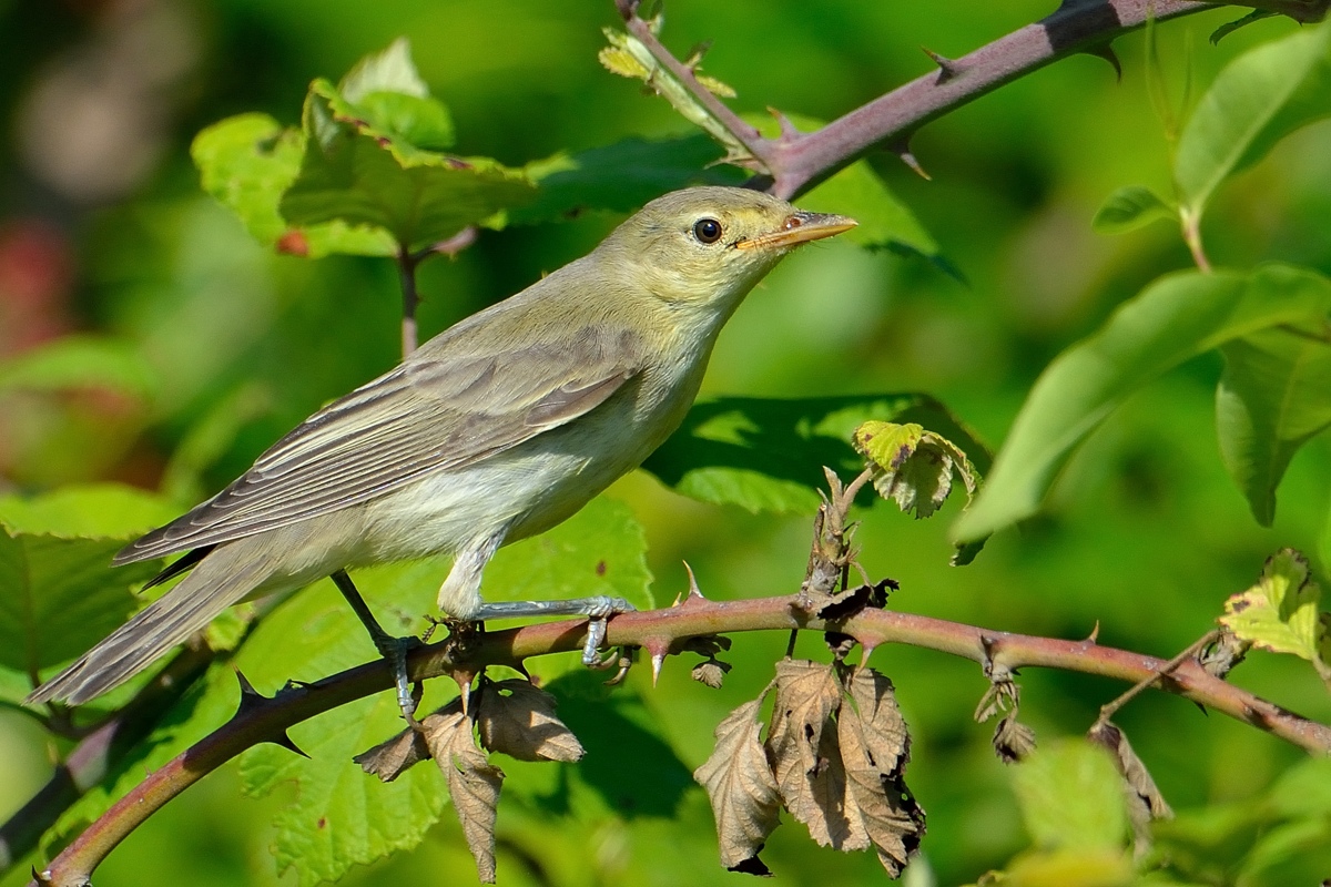 Icterine Warbler