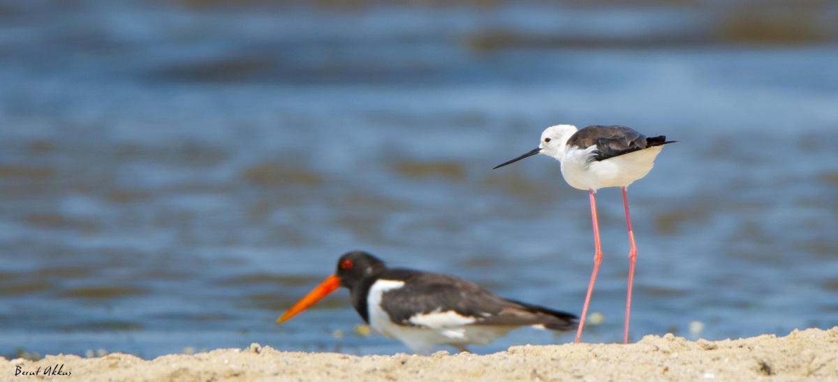 Black-winged Stilt