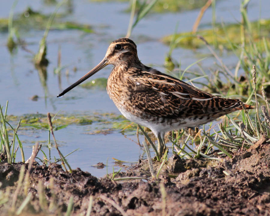 Common Snipe