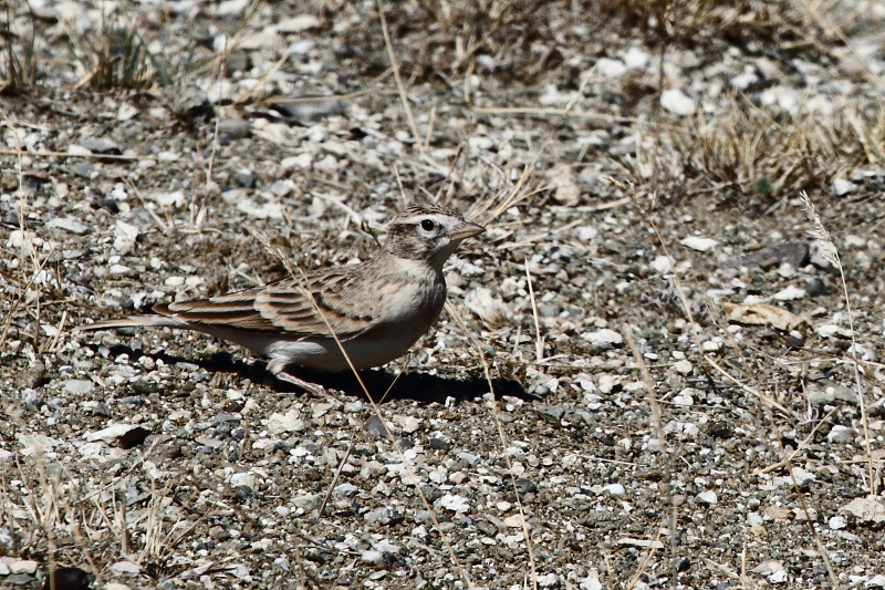 Greater Short-toed Lark