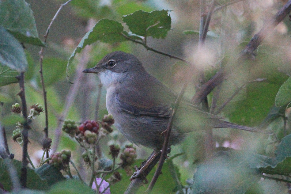 Common Whitethroat