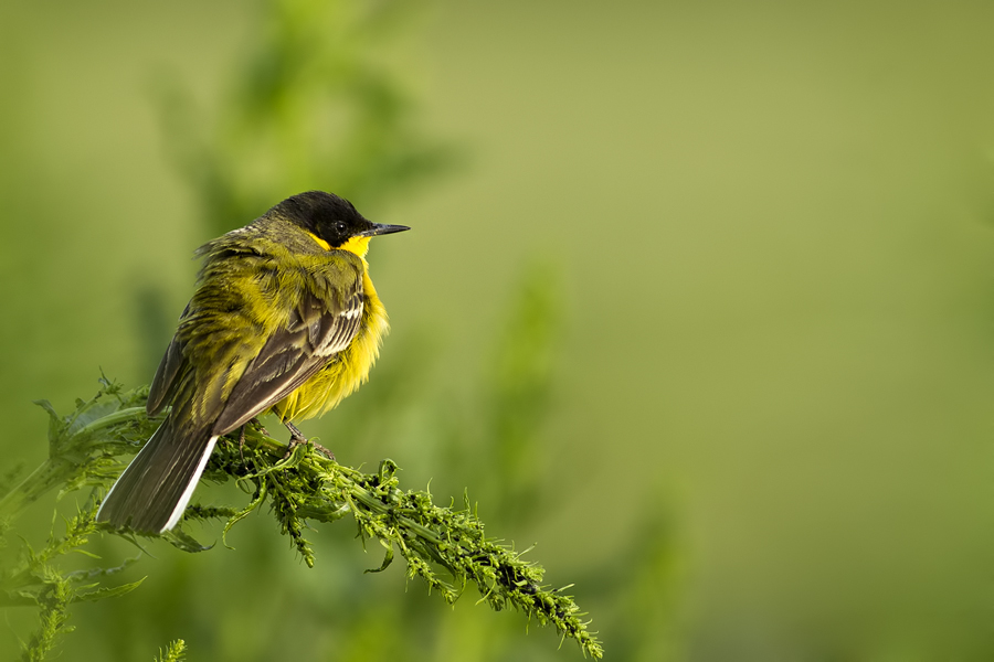 Western Yellow Wagtail
