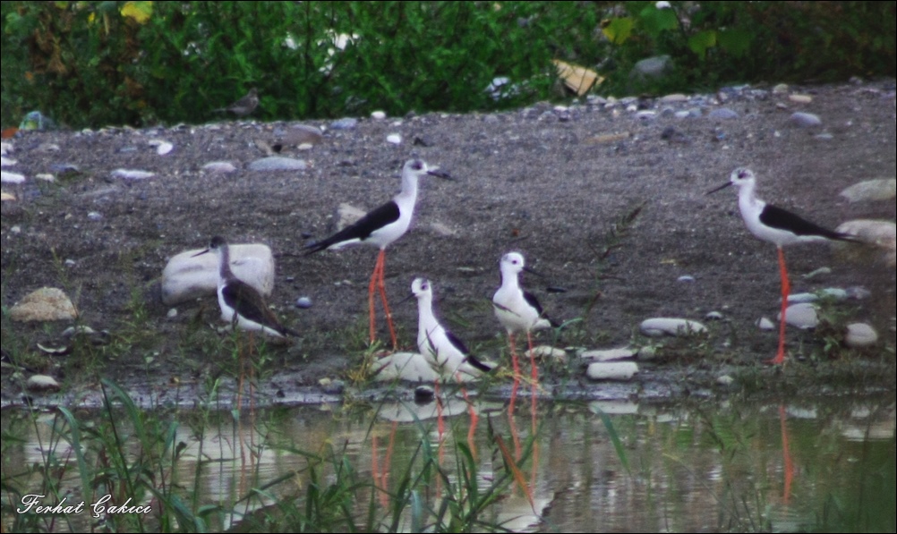 Black-winged Stilt