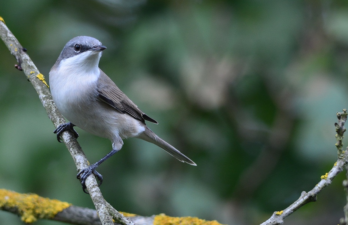 Lesser Whitethroat