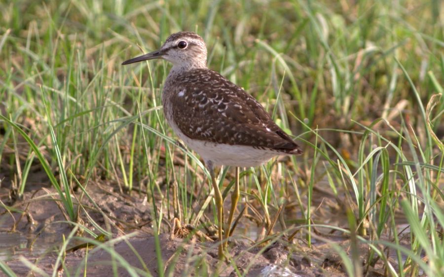 Wood Sandpiper