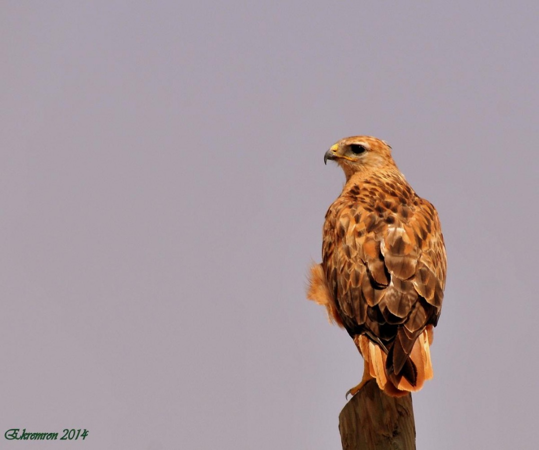 Long-legged Buzzard
