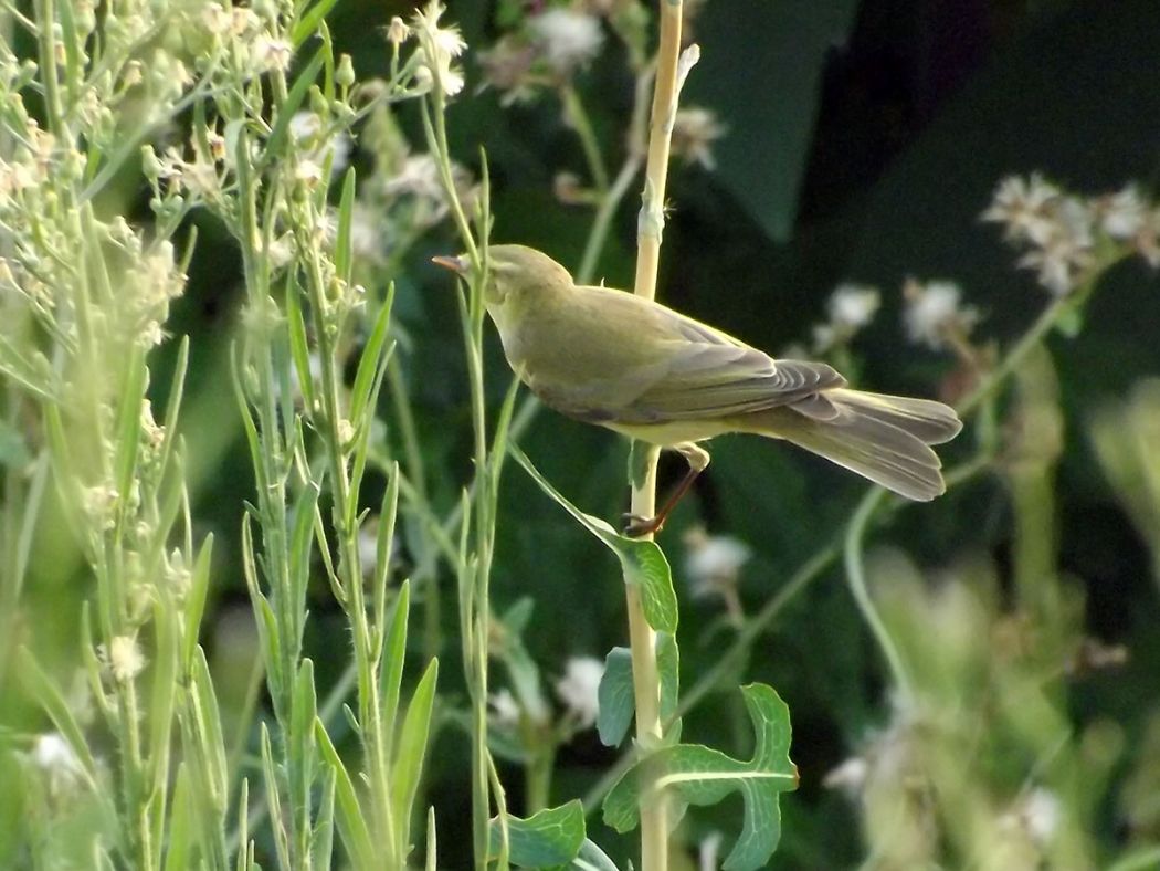 Willow Warbler