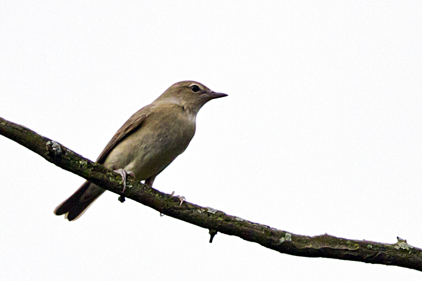 Garden Warbler