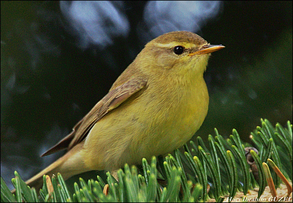 Willow Warbler