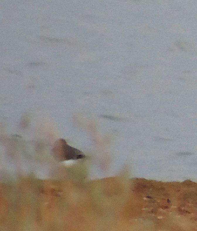 Common Sandpiper